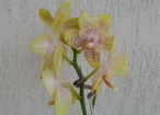 Orchideenstab