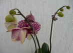 Orchideenstab