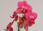 Orchideenstab