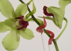 Orchideenstab