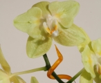 Orchideenstab